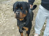 Mâle Rottweiler disponible pour saillie