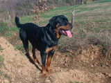 Mâle Rottweiler disponible pour saillie