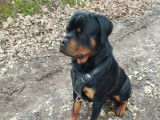 Mâle Rottweiler disponible pour saillie