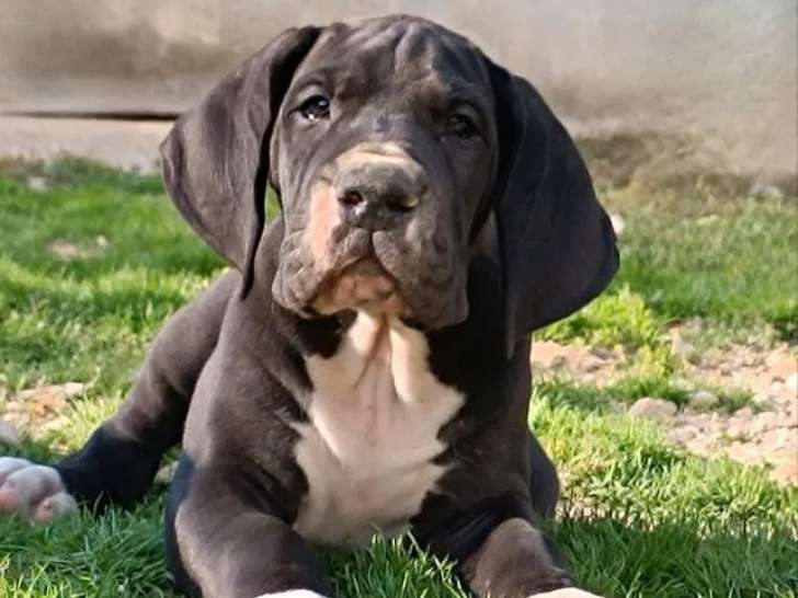 Chiot mâle Dogue Allemand LOF à réserver