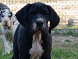 Chiot mâle Dogue Allemand LOF à réserver