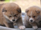 Chiots croisés Akita Inu à vendre