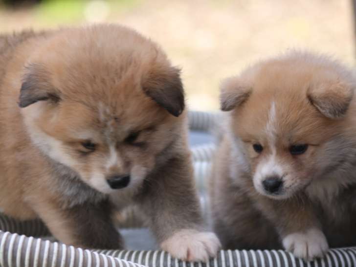 Chiots croisés Akita Inu à vendre