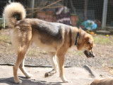 Chiot Border Collie croisé Akita Inu à vendre