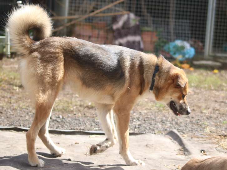 Chiot Border Collie croisé Akita Inu à vendre