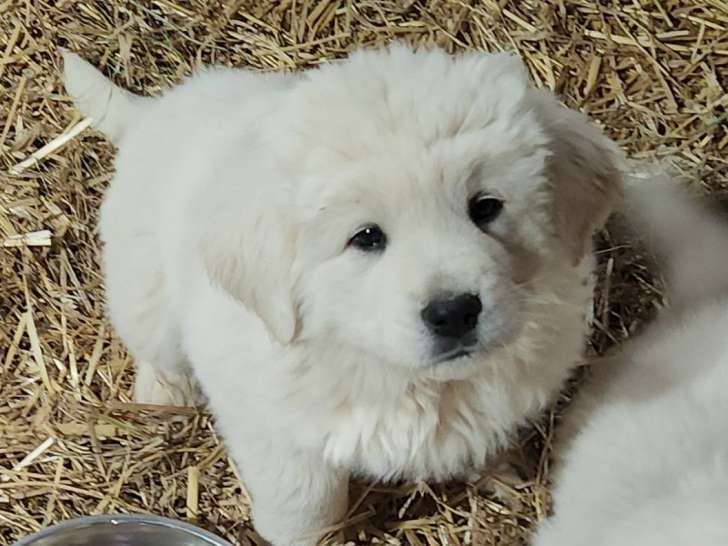 Chiots de Berger de Podhale LOF Né le 11/11/2025