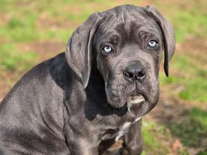 6 chiots Cane Corso disponibles à la vente (LOF)