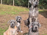 6 chiots Cane Corso disponibles à la vente (LOF)