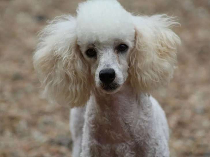Chien Caniche mâle disponible à la réservation (LOF)