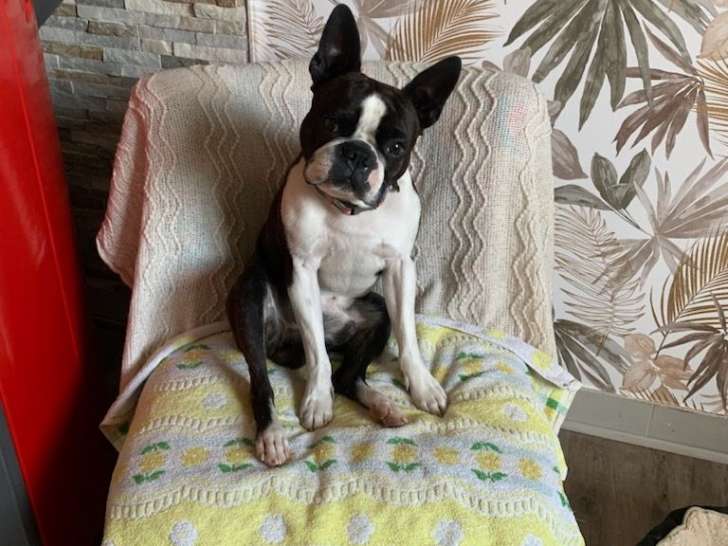 Chien Boston Terrier LOF disponible pour saillie