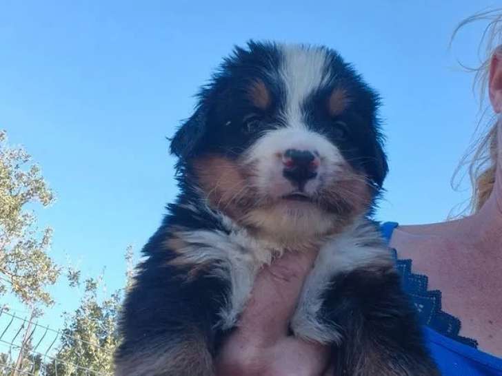 5 chiots mâles Bouvier Bernois LOF à réserver