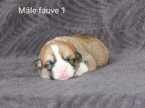 À réserver, 6 chiots Welsh Corgi Pembroke (LOF)
