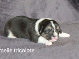 À réserver, 6 chiots Welsh Corgi Pembroke (LOF)