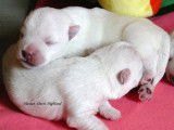 4 Chiots Westie LOF de lignées de champions de beauté
