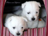 4 Chiots Westie LOF de lignées de champions de beauté