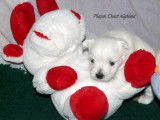 4 Chiots Westie LOF de lignées de champions de beauté