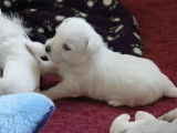 Chiots Westie LOF de lignées de champions de beauté à réserver