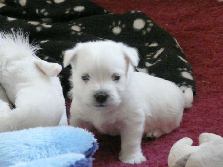 4 Chiots Westie LOF de lignées de champions de beauté