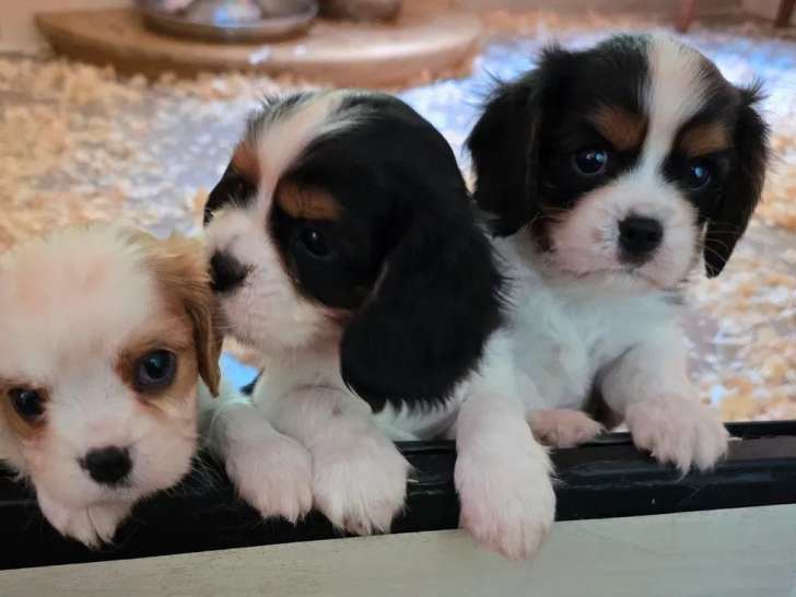 3 chiots mâles Cavalier King Charles à réserver LOF