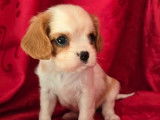 3 chiots mâles Cavalier King Charles à réserver LOF