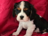 3 chiots mâles Cavalier King Charles à réserver LOF