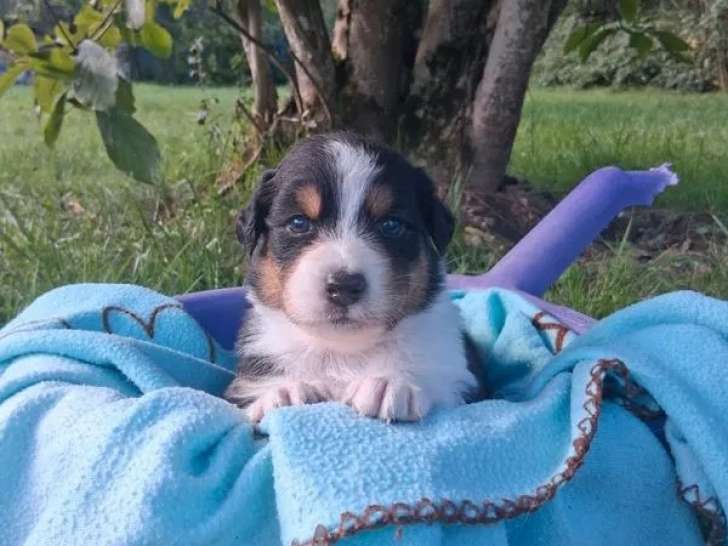 À réserver, 5 chiots Berger Australien LOF