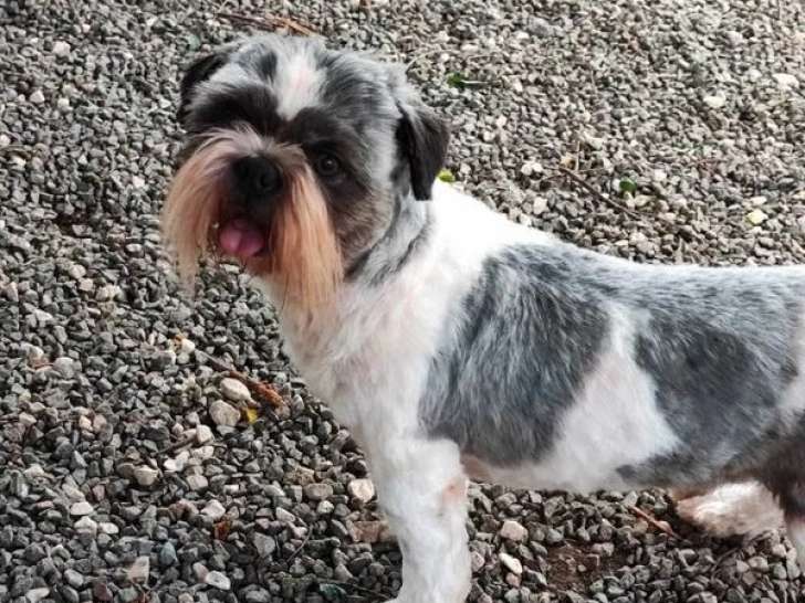 Chien adulte mâle Shih Tzu LOF à vendre
