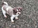Chien adulte mâle Shih Tzu LOF à vendre