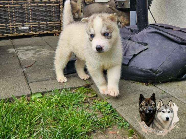 Chiot Husky gris et blanc disponible