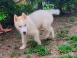 Chiot Husky gris et blanc disponible