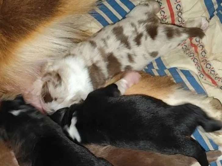 À réserver, 6 chiots Berger Australien LOF
