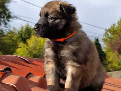 Chiots Berger Belge Tervueren de lignée travail à vendre