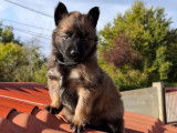 Chiots Berger Belge Tervueren de lignée travail à vendre