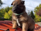 Chiots Berger Belge Tervueren de lignée travail à vendre