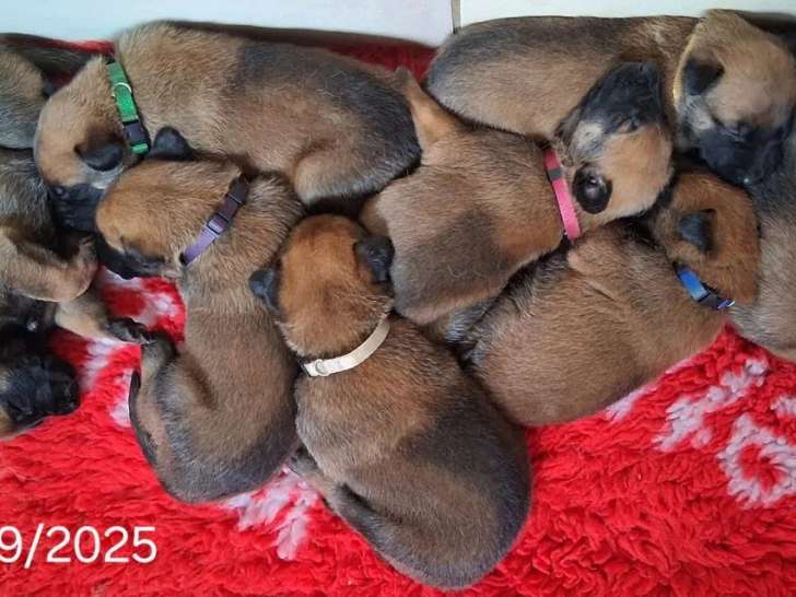 8 chiots Berger Belge Malinois LOF à réserver