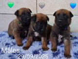 8 chiots Berger Belge Malinois LOF à réserver