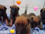 8 chiots Berger Belge Malinois LOF à réserver