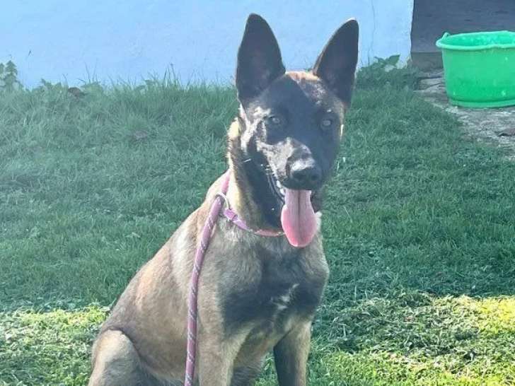 À vendre, 1 chiot femelle Malinois LOF