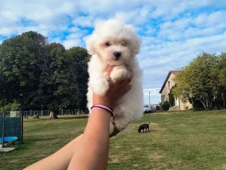Chiot mâle Bichon Maltais à vendre (LOF)