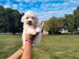 Chiot mâle Bichon Maltais à vendre (LOF)