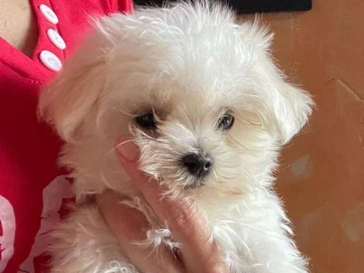 À réserver, des chiots mâles Bichon Maltais (LOF)