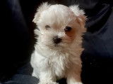 À réserver, des chiots mâles Bichon Maltais (LOF)