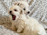 À réserver, des chiots mâles Bichon Maltais (LOF)