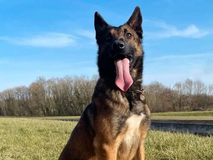 5 chiennes adultes Berger Belge Malinois âgées de 6 ans à réserver (LOF)