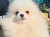 Chiot mâle Spitz Nain Pomeranian à vendre (LOF)