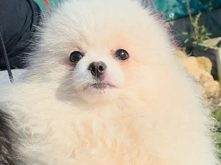 Chiot mâle Spitz Nain Pomeranian à vendre (LOF)