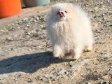 Chiot mâle Spitz Nain Pomeranian à vendre (LOF)