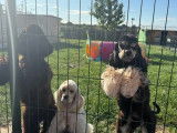 Vente de cheptel complet Cockers Américains 9 adultes et 5 chiots (LOF)