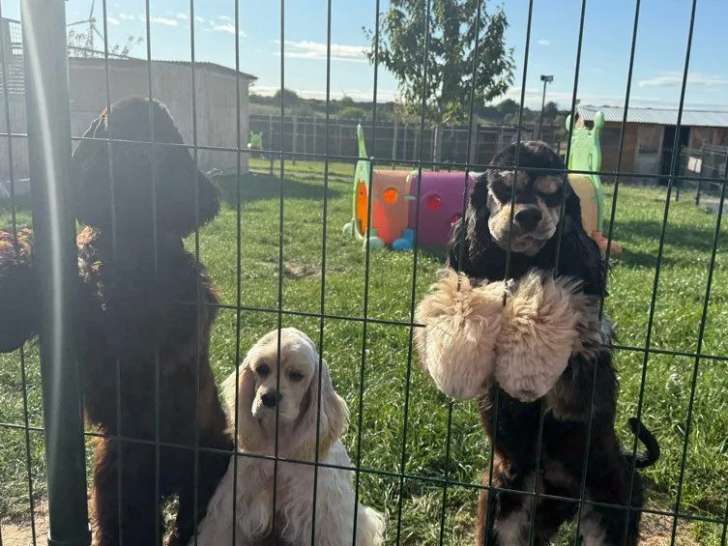 Vente de cheptel complet Cockers Américains 9 adultes et 5 chiots (LOF)