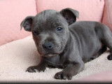 À réserver, 2 chiots Staffordshire Bull Terrier LOF